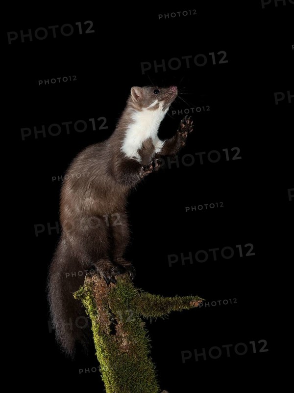 Beech marten