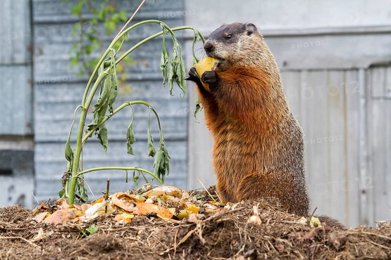 Groundhog feeding on a compost heap