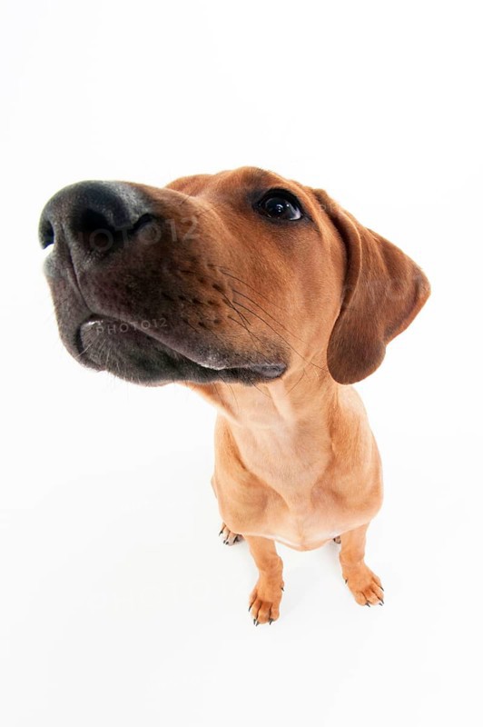Rhodesian Ridgeback