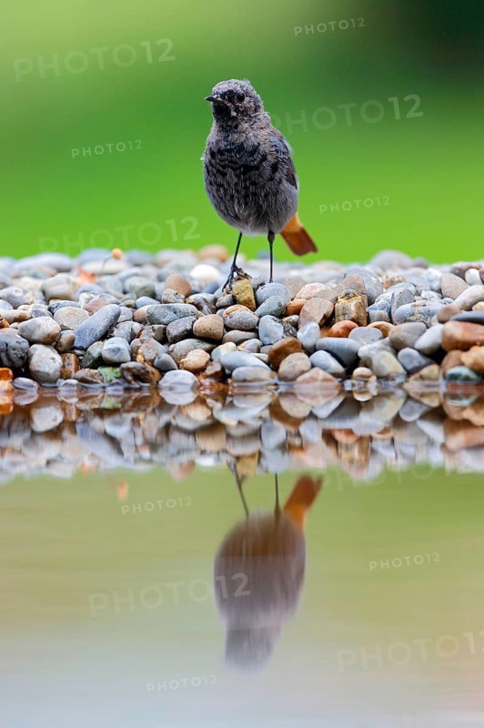 Black redstart