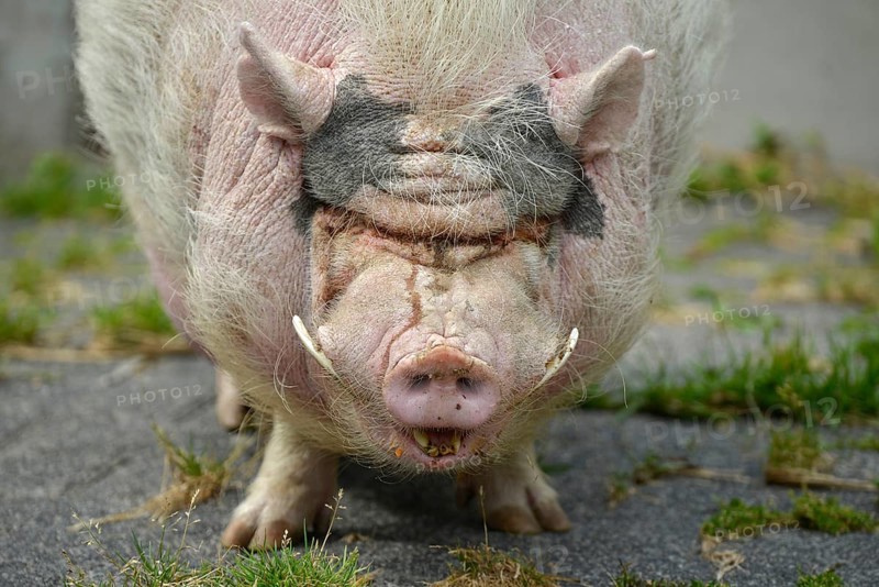 Goettingen mini pig