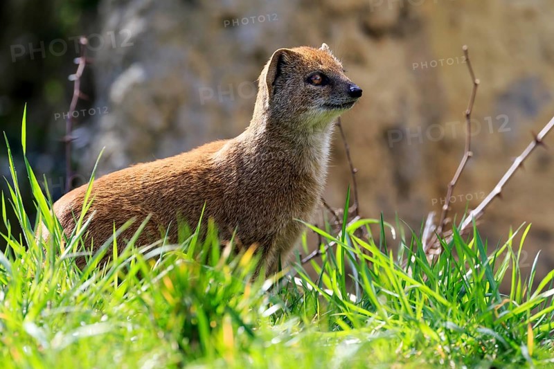 Red meerkat