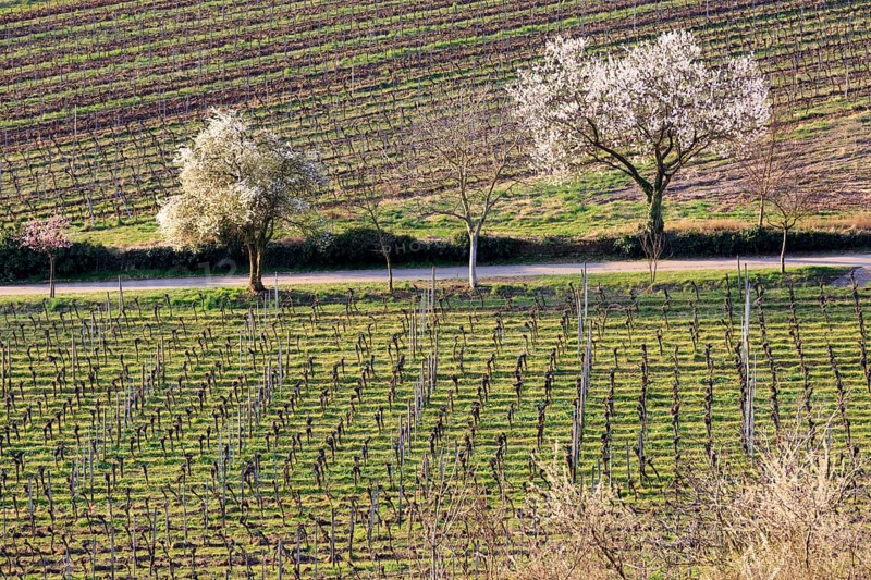 Almond tree
