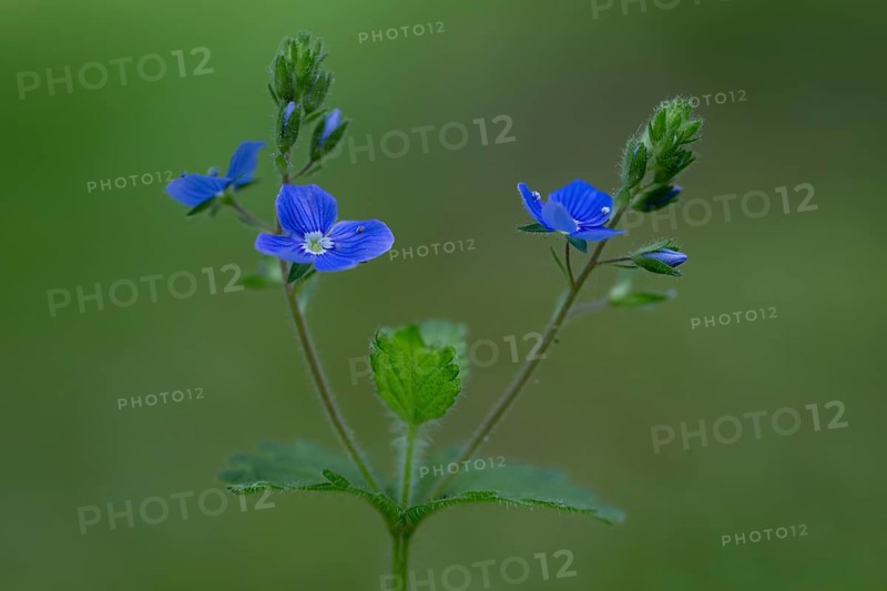 Wood Forget-me-not