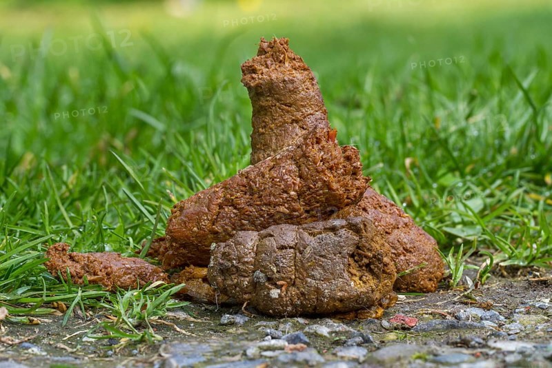 Dog Feces