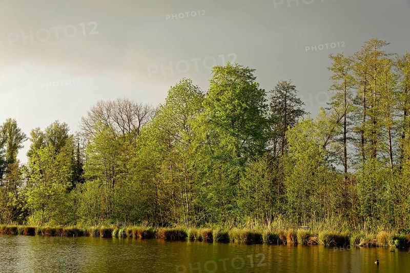 Small lake in the conservation area Schwalm-Nette