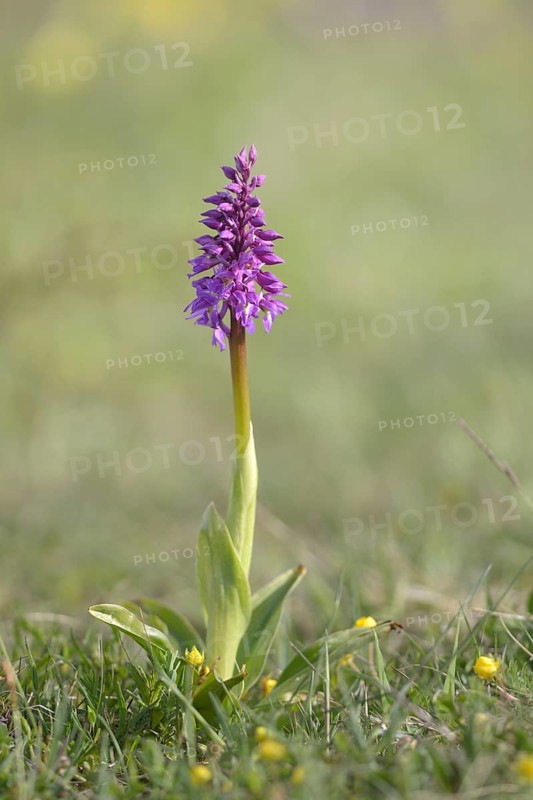 Early purple orchid