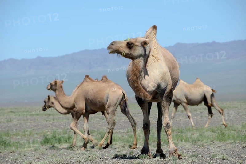 Bactrian camels