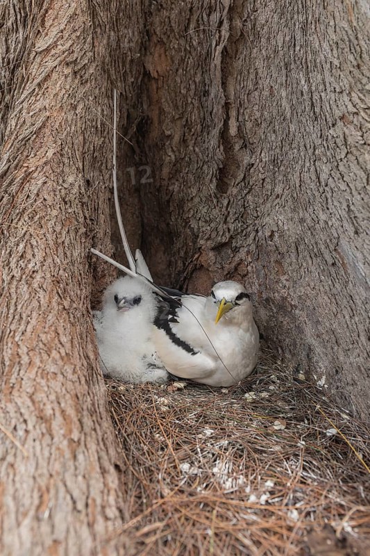 White-tailed tropicbird