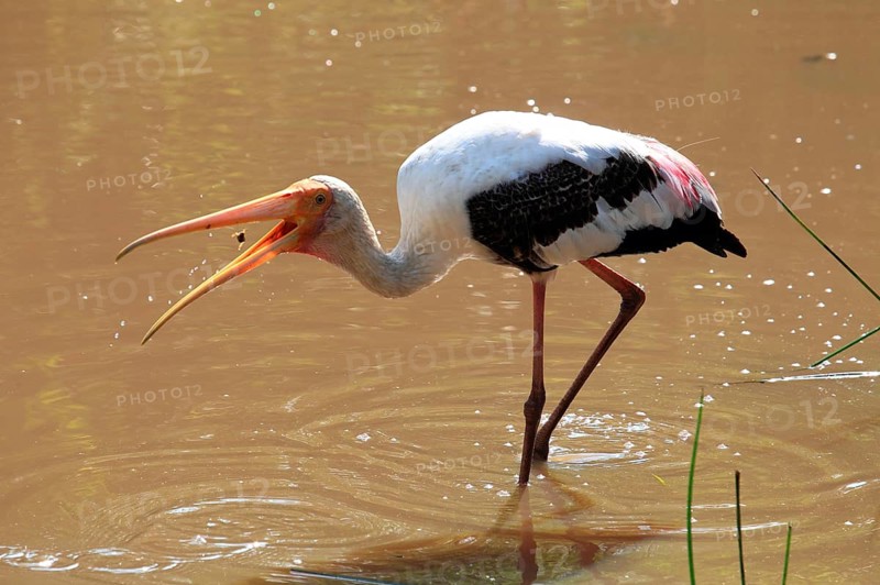 Painted stork