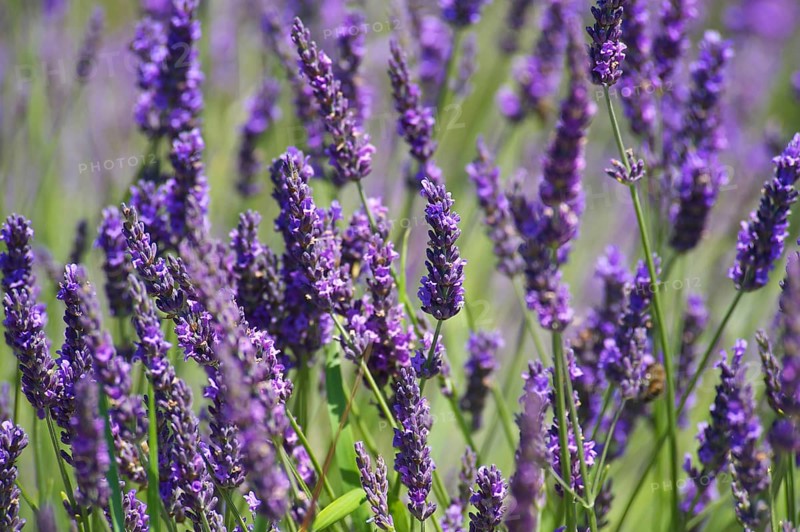 Lavender fields near Sault