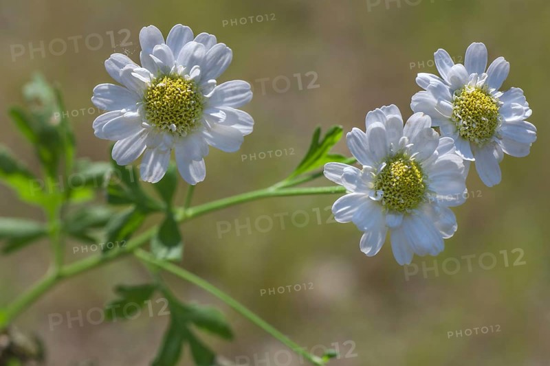 Feverfew