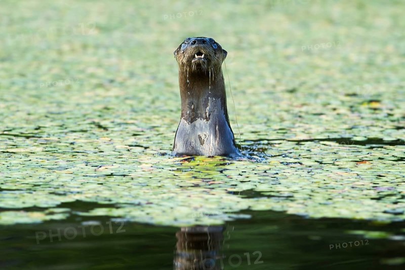 North American river otter