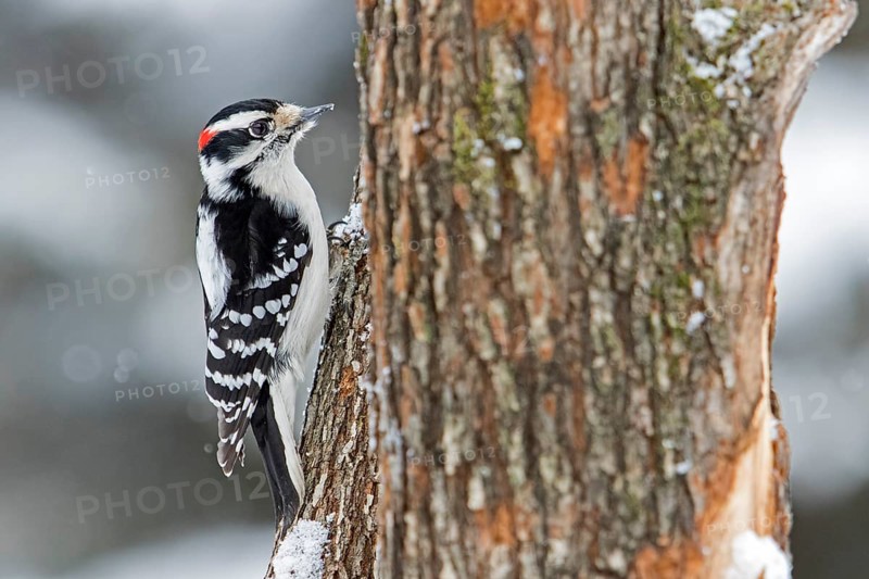 Downy woodpecker
