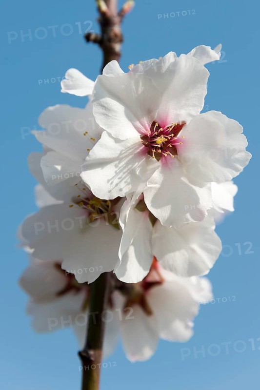 Almond