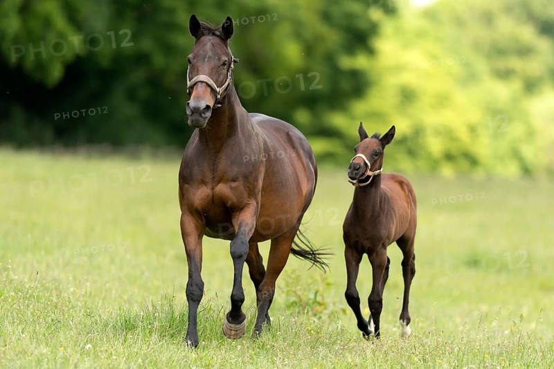 English thoroughbred