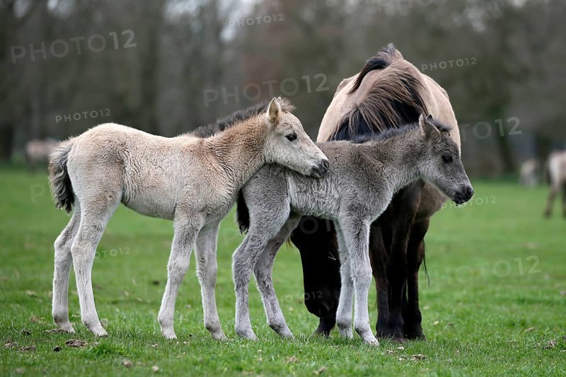 Wild Horse Duelmen