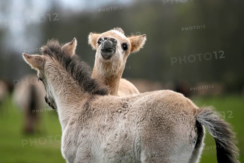 Wild Horse Duelmen