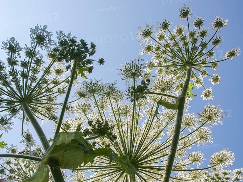 Giant hawkweed