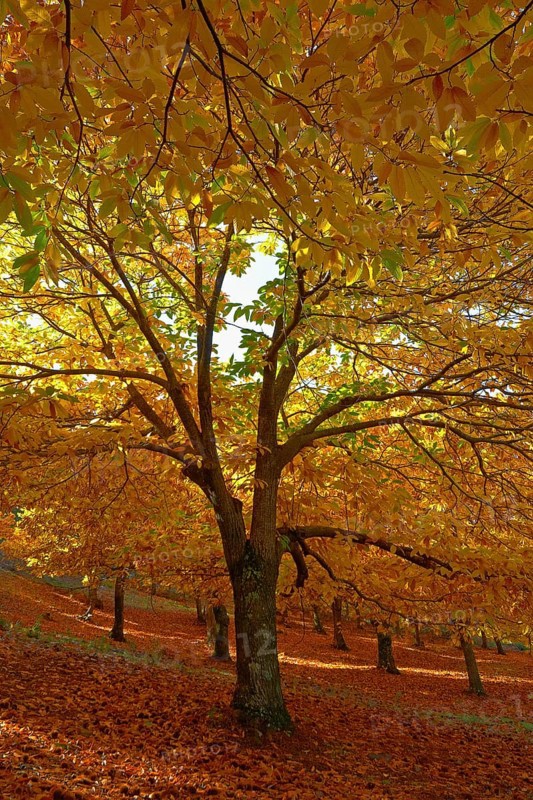 Chestnut