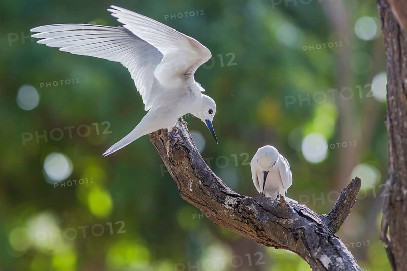 White tern