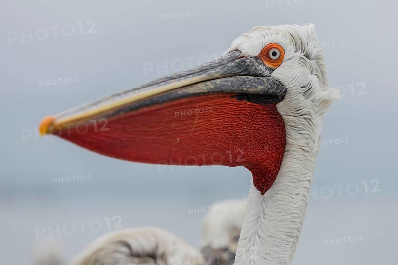 Dalmatian pelican