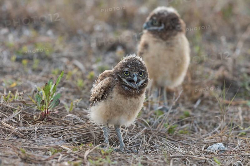 Burrowing owl
