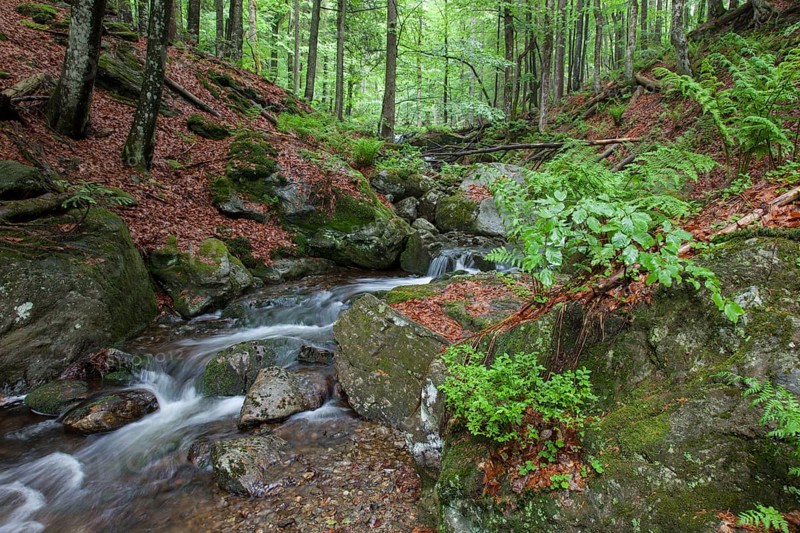 Mountain stream Hoellbach