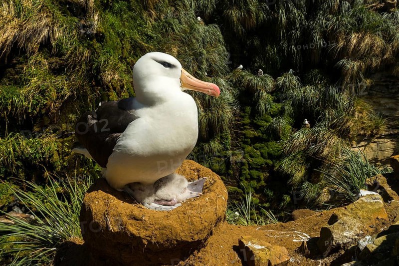 Black-browed Albatross
