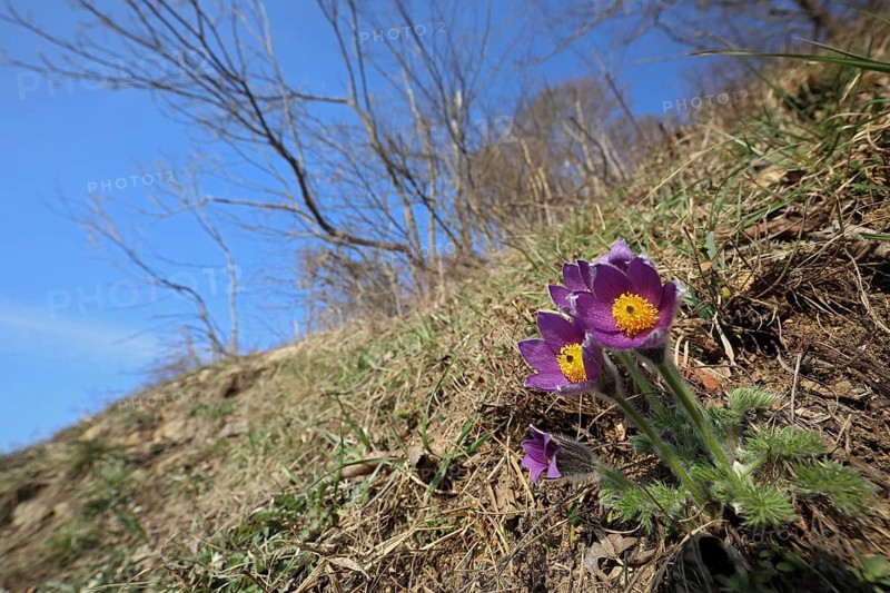 Common Pasque flower