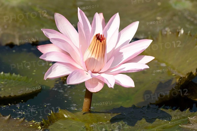 Water Lily