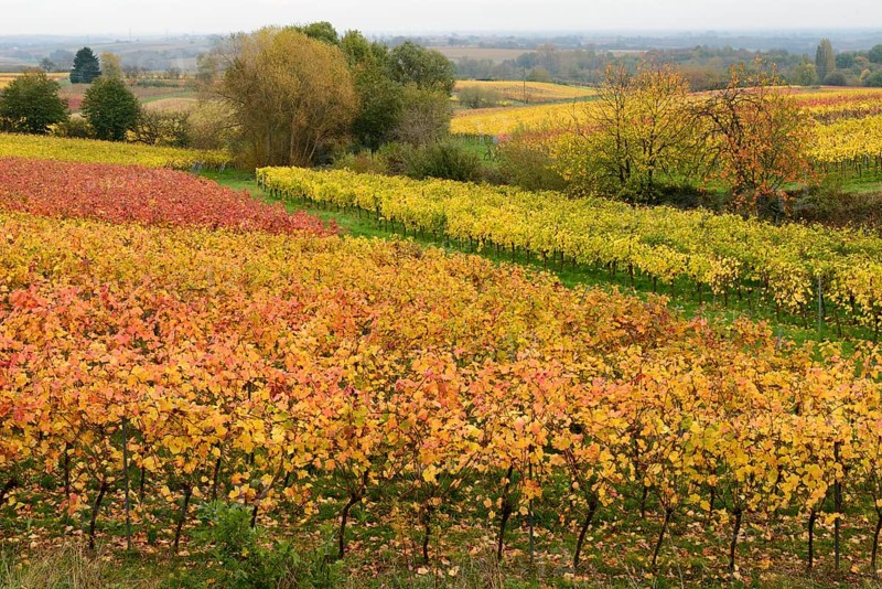 Vineyards