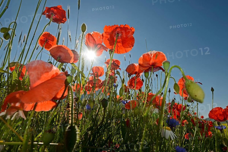 Poppy