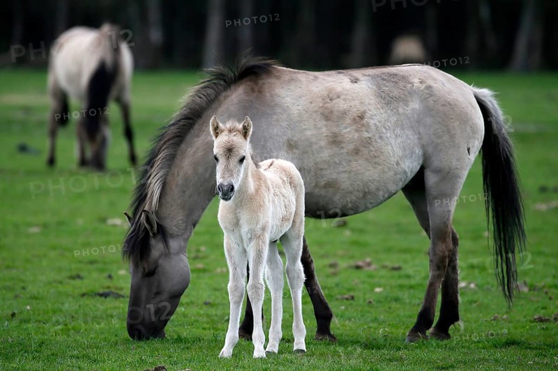 Wild Horse Duelmen