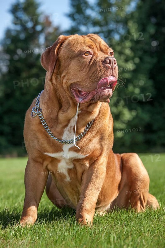 Dogue de Bordeaux