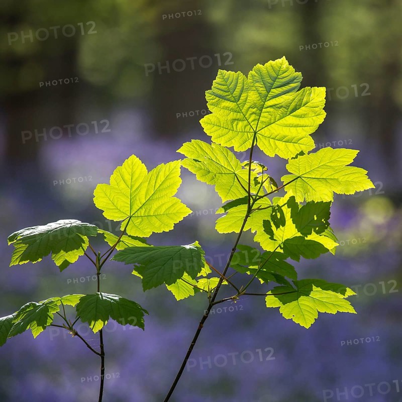 Sycamore maple maple