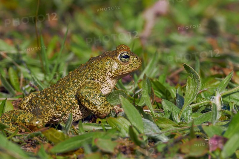 Natterjack Toad