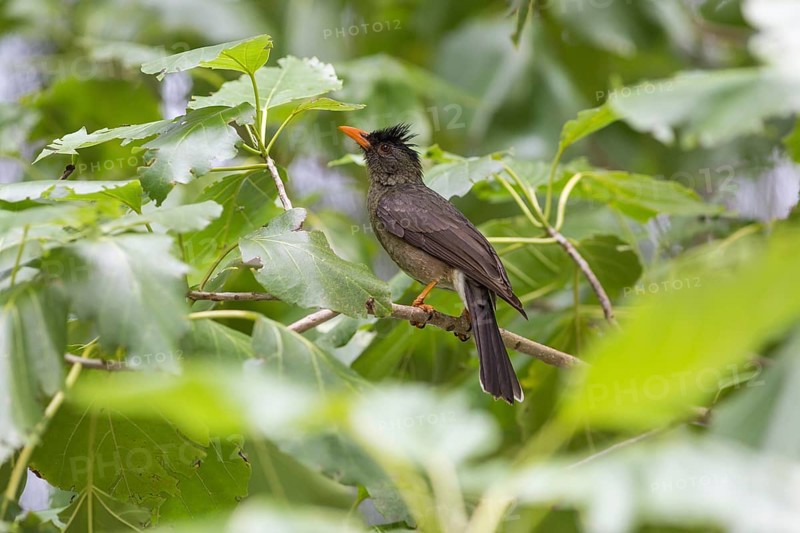 Seychelles bulbul