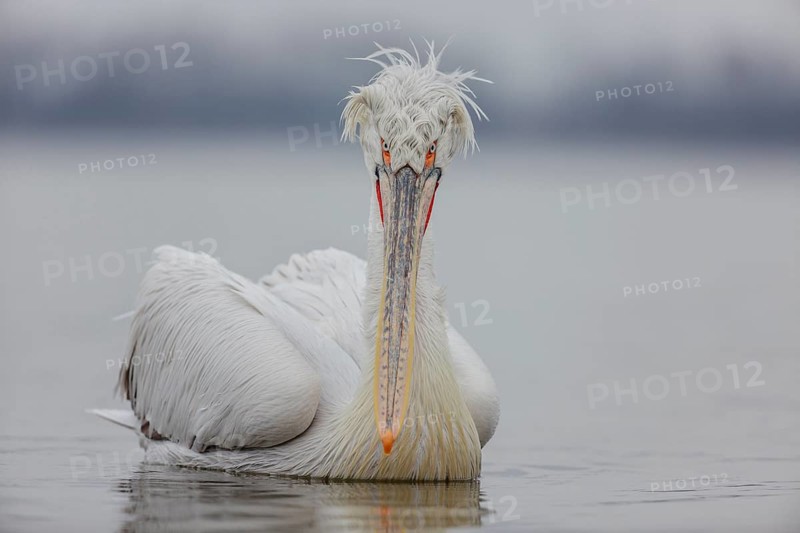 Dalmatian pelican