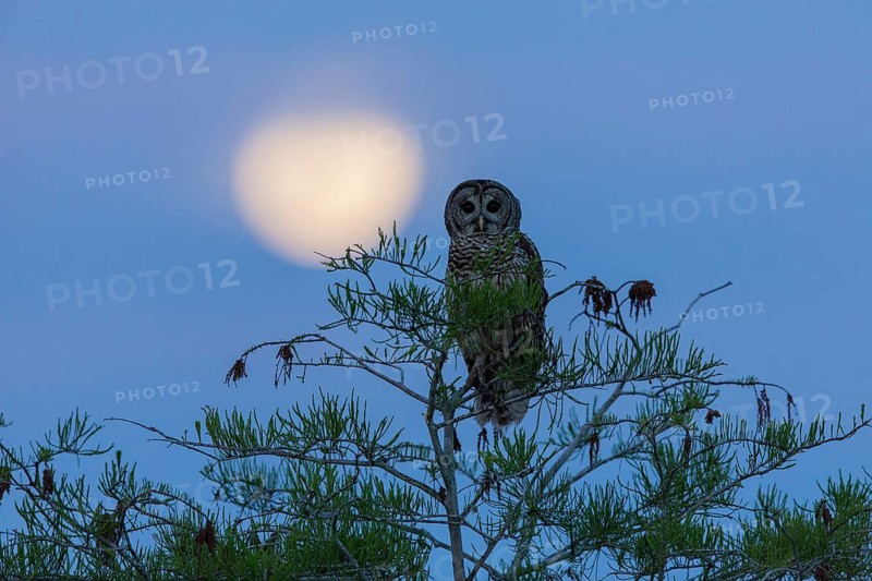 Barred Owl