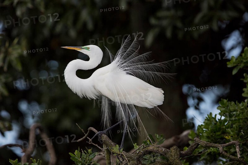 Great egret