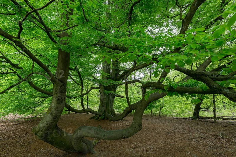 Snake beech in the primeval forest Sababurg