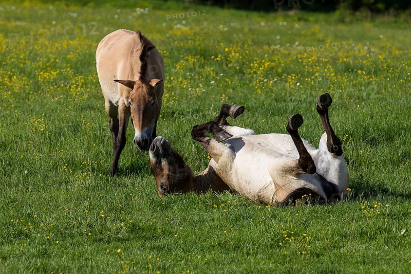 Przewalski's wild horses