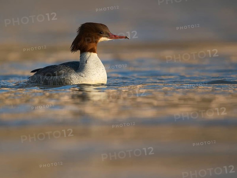 Common merganser