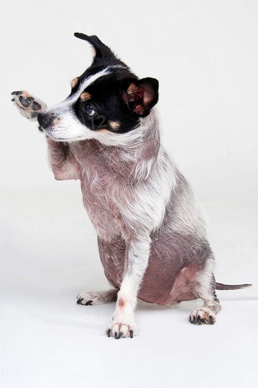 Jack Russell Terrier
