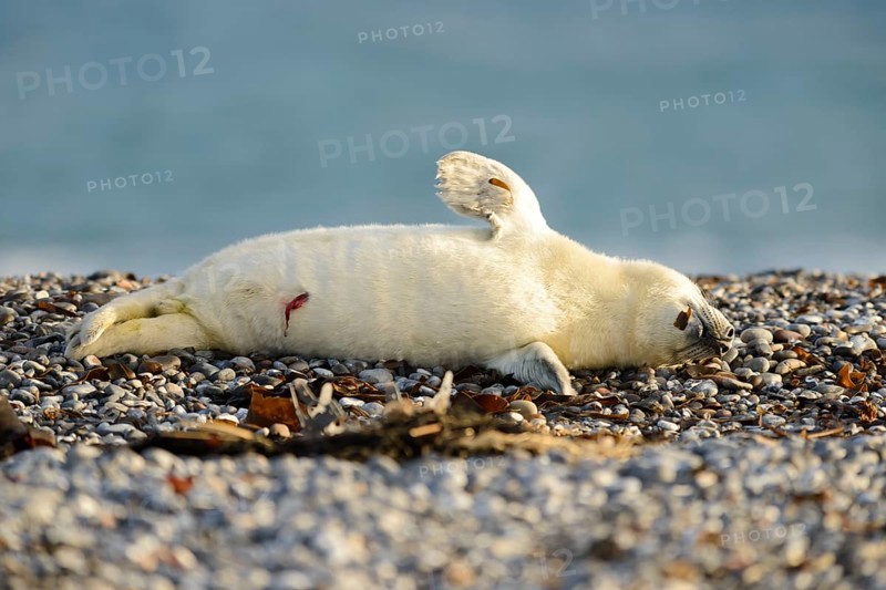 Grey seal