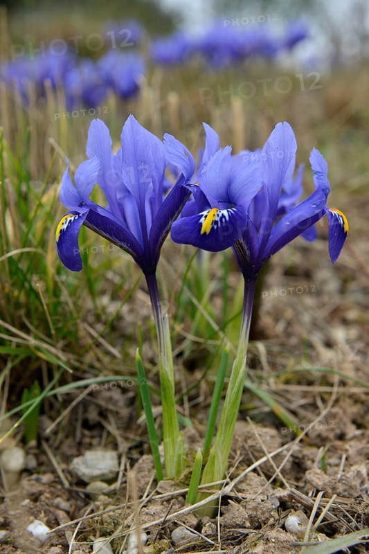 Iris