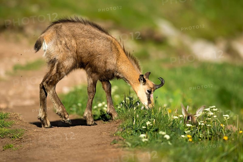 Chamois