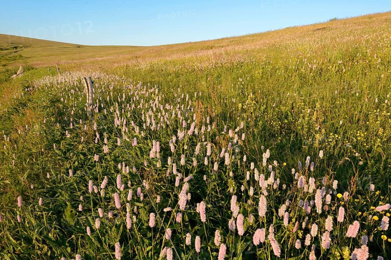 Meadow knotweed