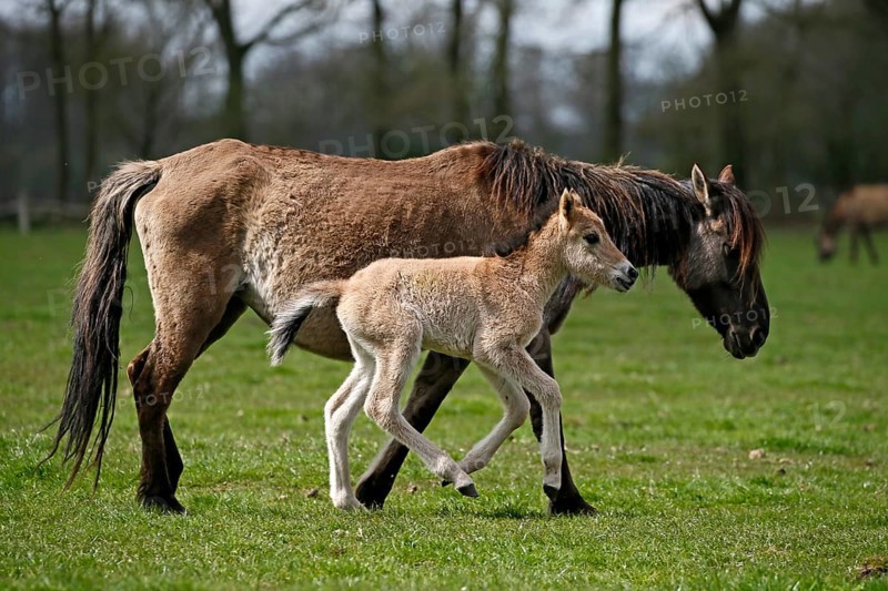 Wild Horse Duelmen